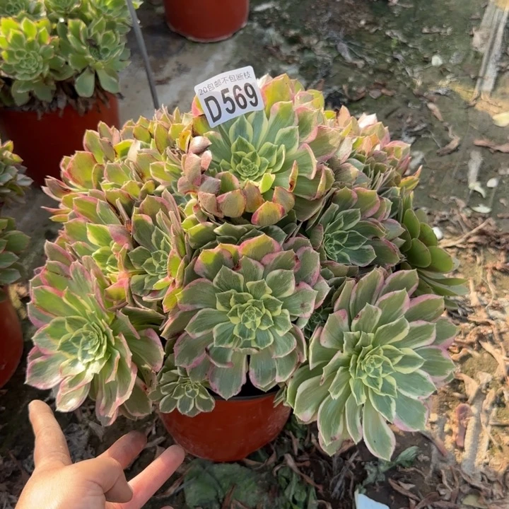 水蜜桃……多肉植物……