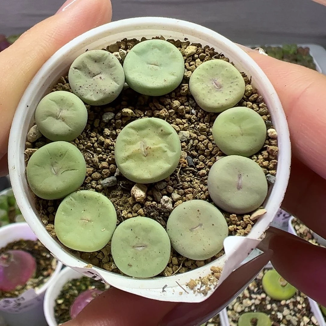 582大型红嘴带盆土发货