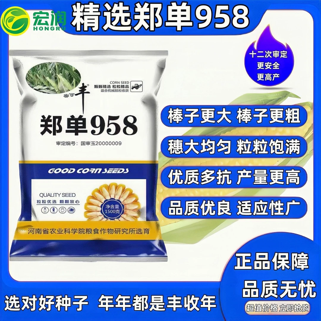 【精选国审郑单958】高产稳产玉米 果穗均匀不秃尖优质多抗产量更高