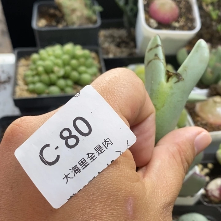 美***生5666669699999999999