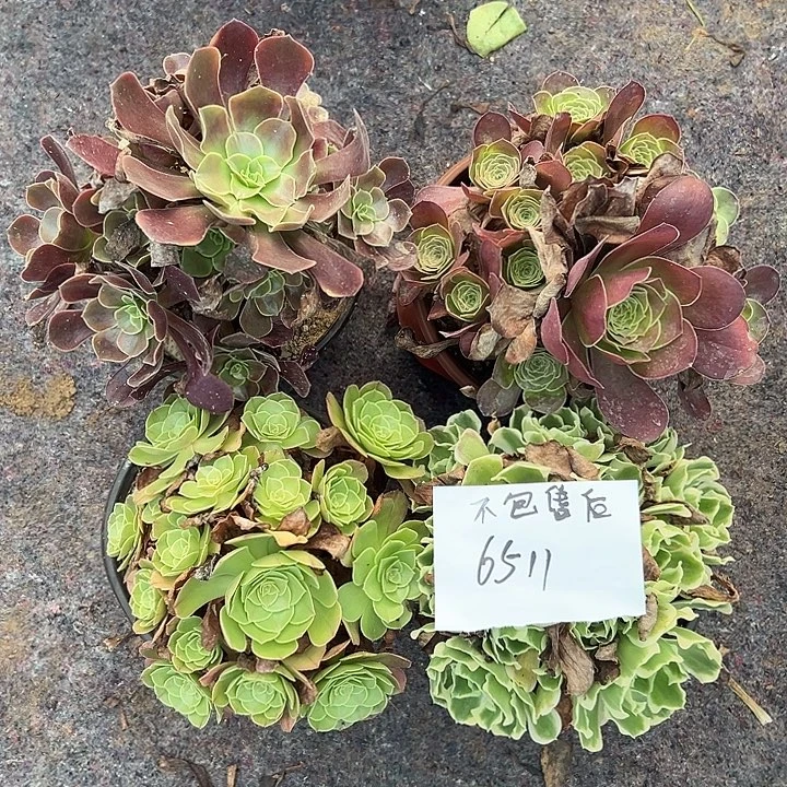 流***彩四颗组合法师多肉