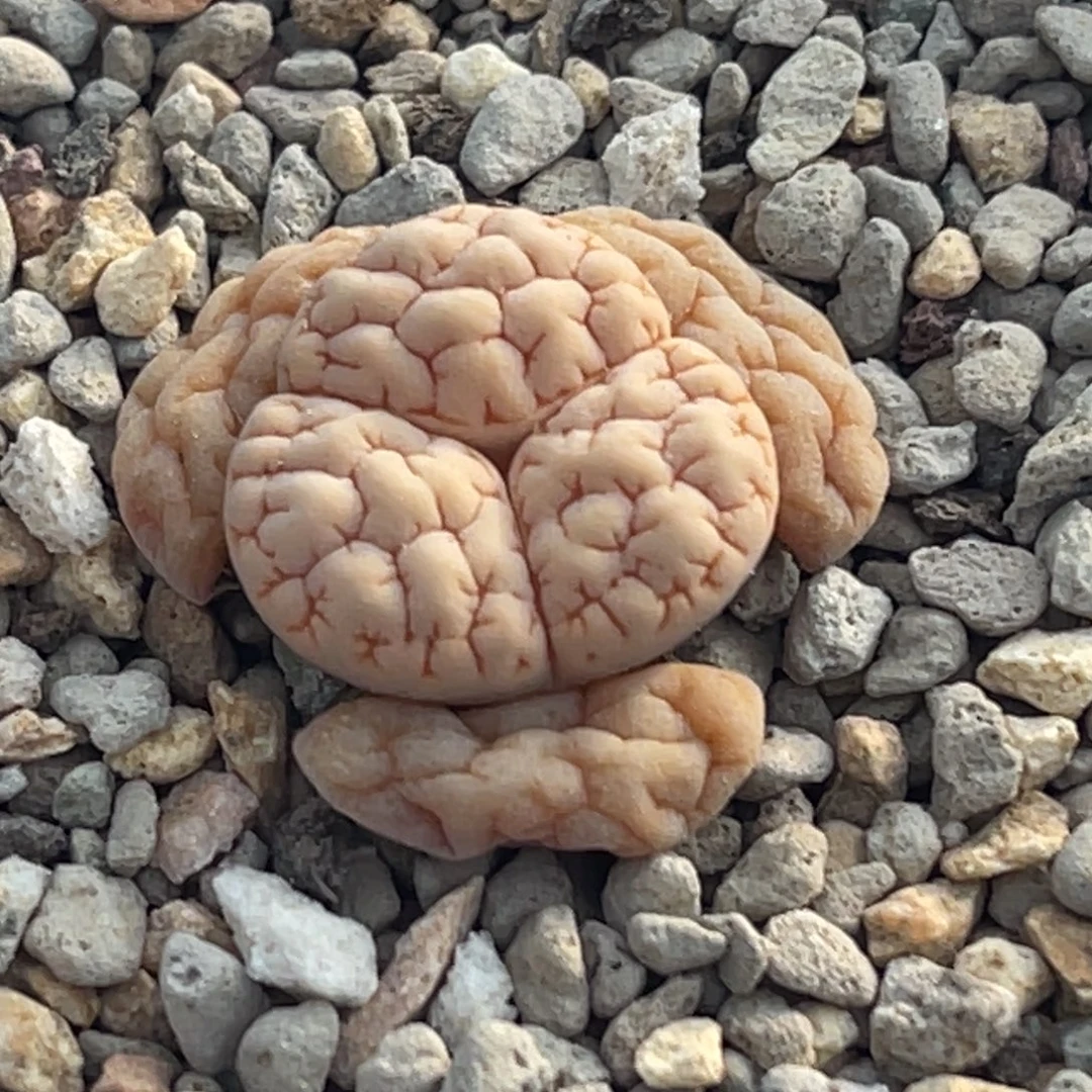 0088凹凸脑纹蛙哥189奔一颗