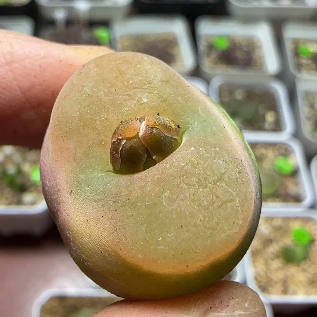 2.4漂亮多肉植物17