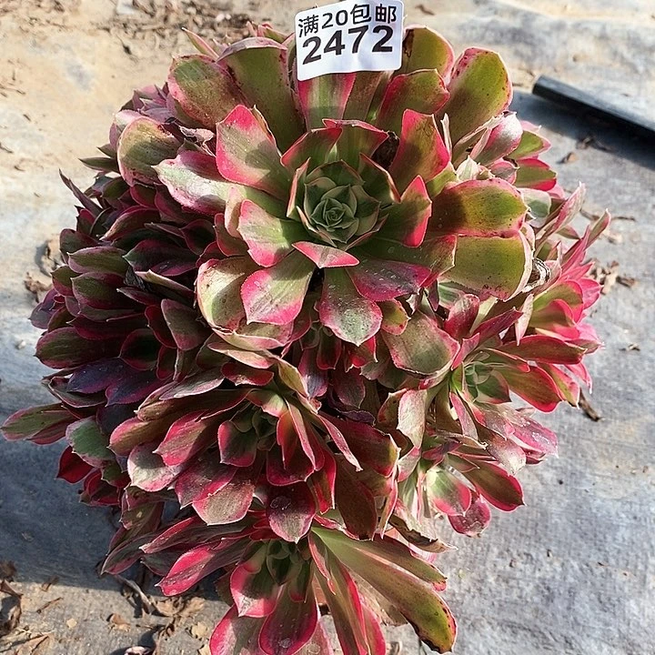 2472 一颗男神法师