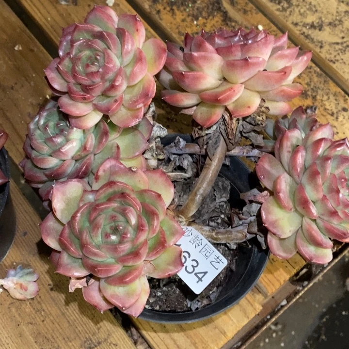 清***91634无主头掉头散群不售后～15厘米