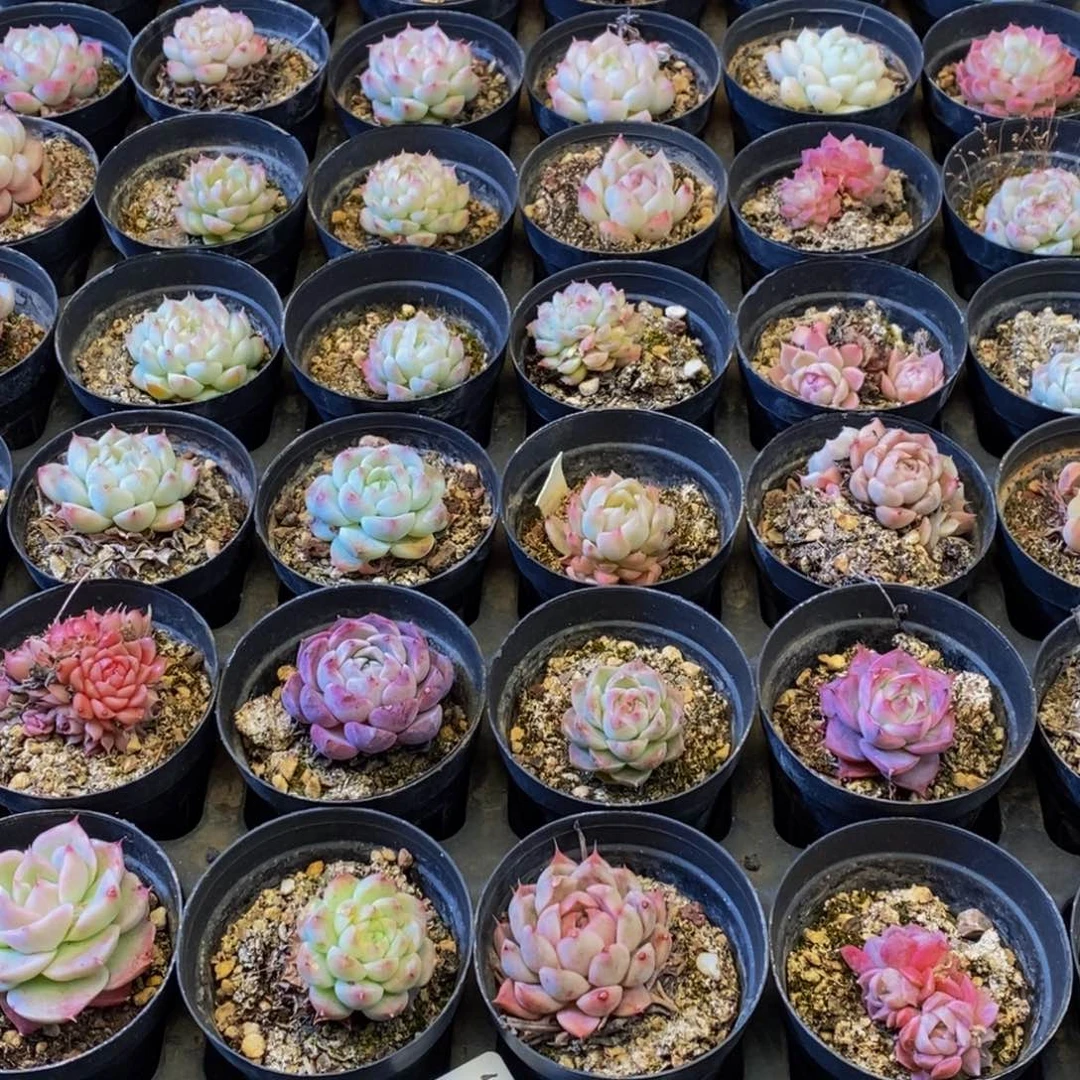 473多肉植物保护研究所所长