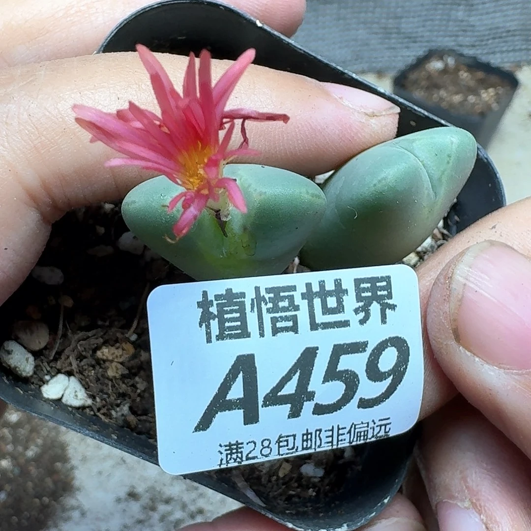 多肉植物的润泽fgh