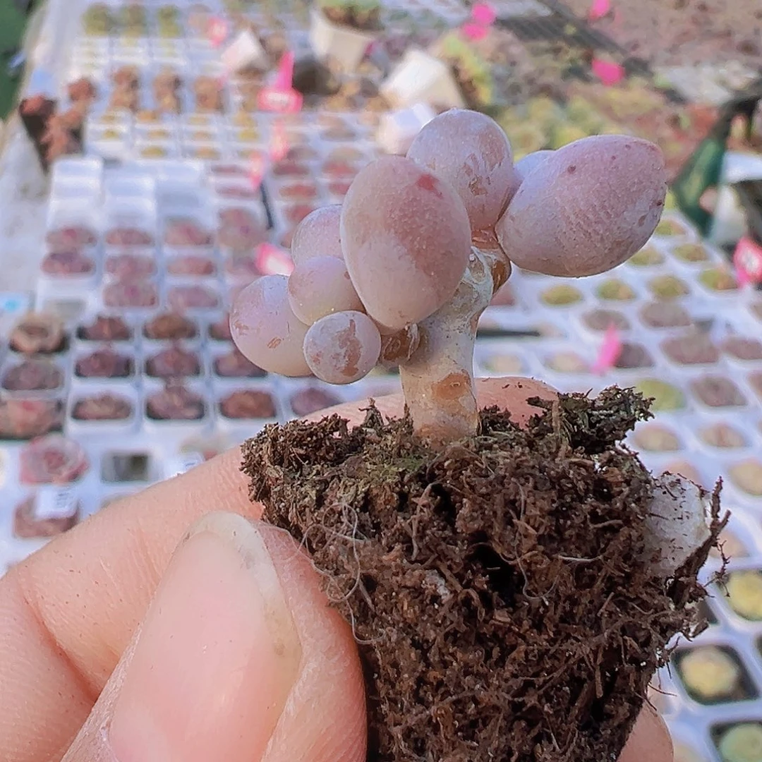 穴盘老桩汤圆5颗19包邮多肉