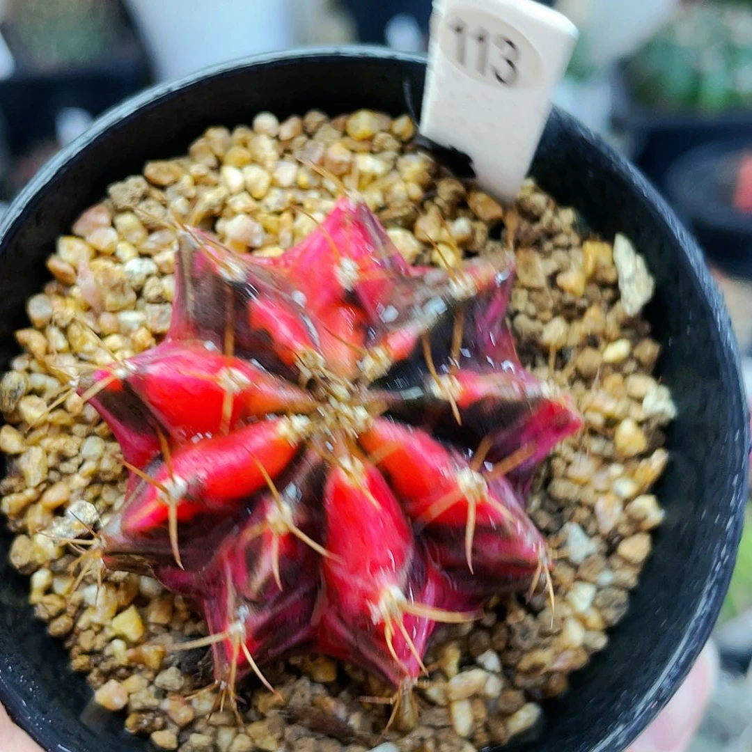 粉钻非偏远地区满25裸根发货仙人球