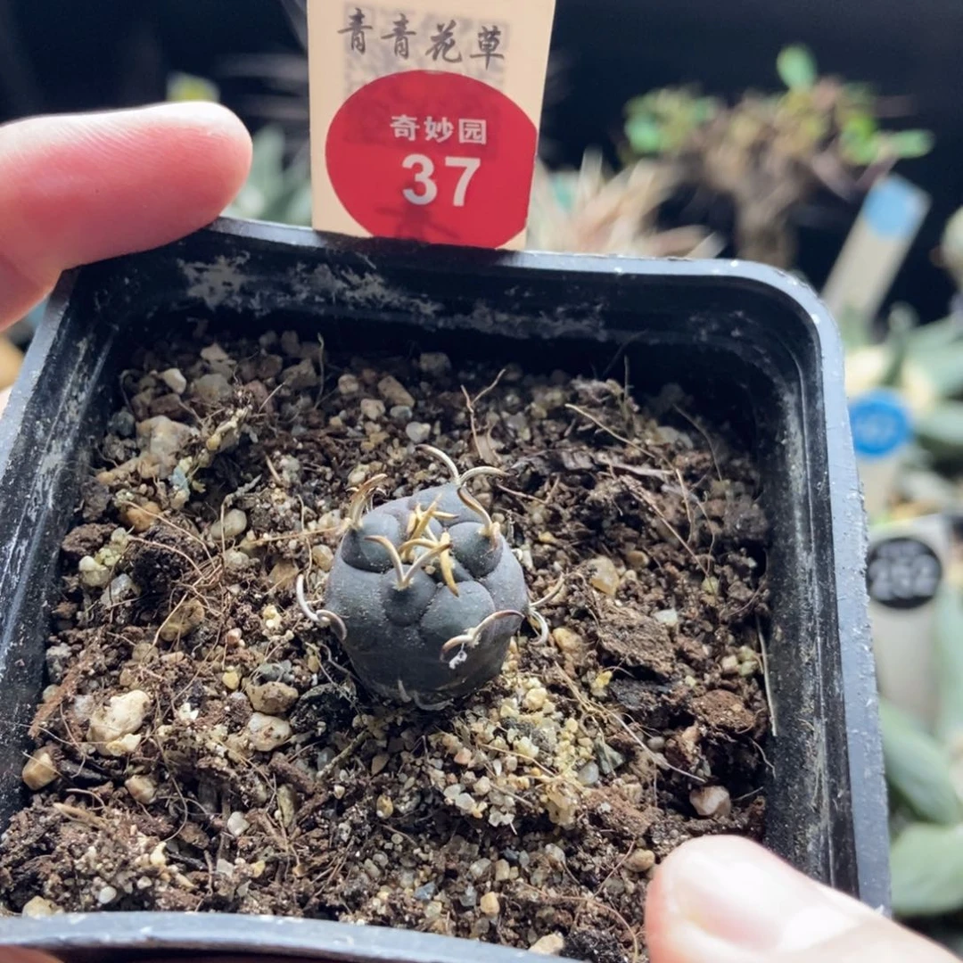 实生海鸥刺离城丸娇丽1.7cm