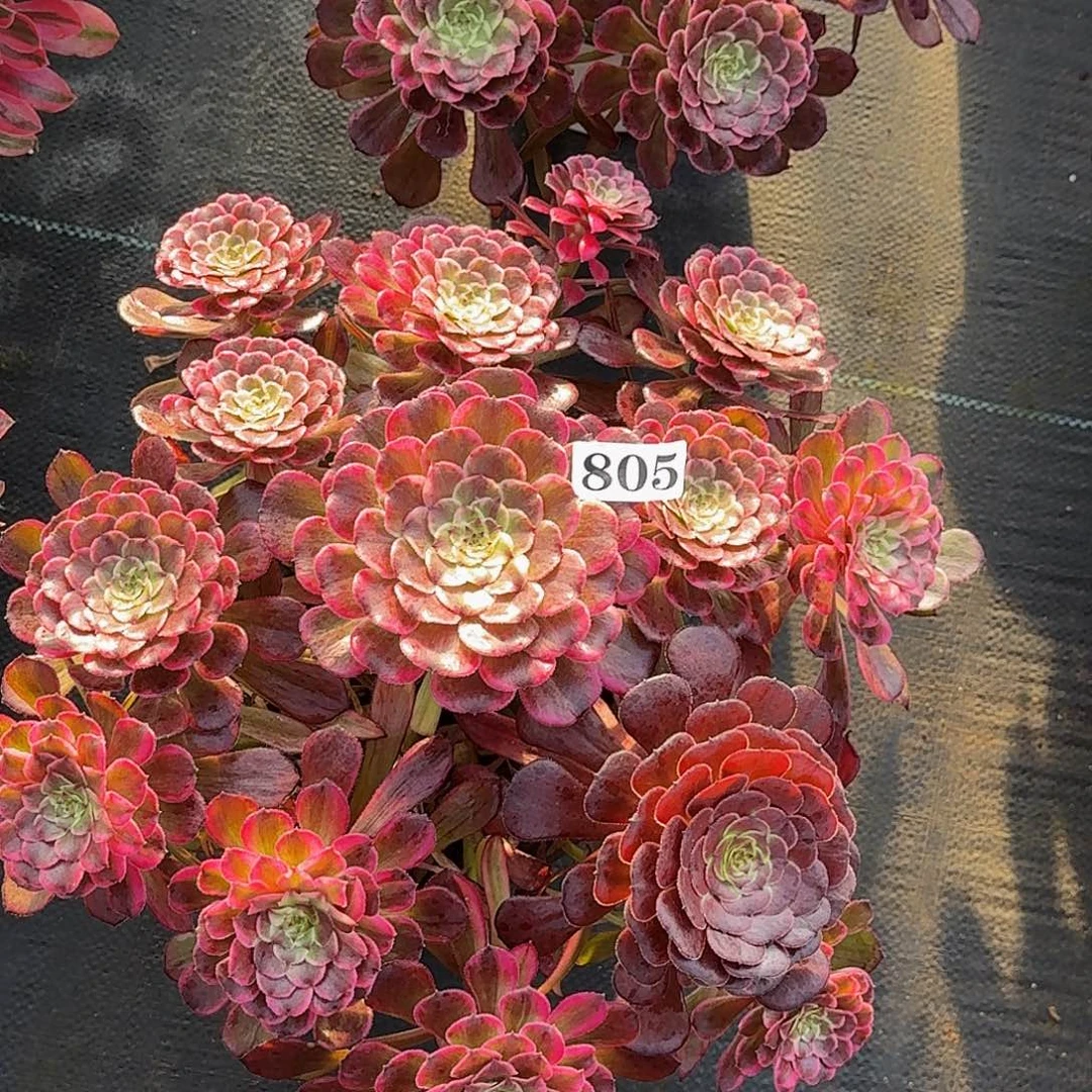 805水墨画嫩桩多肉植物