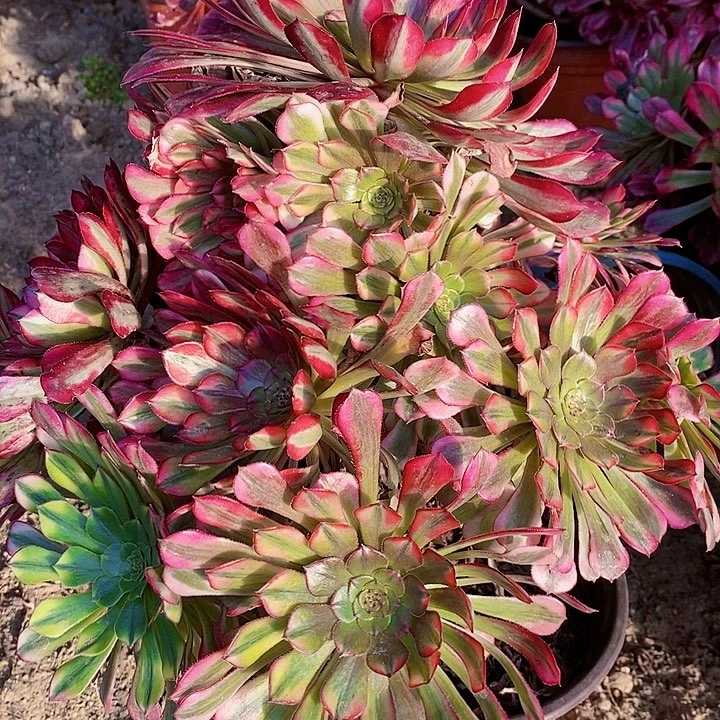 清*祝融一颗老桩多肉