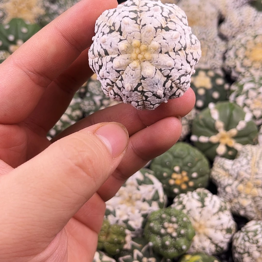 哈哈哈哈哈哈哈ｖ兜兜兜