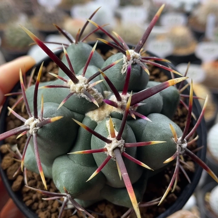 大红鹰          实生根