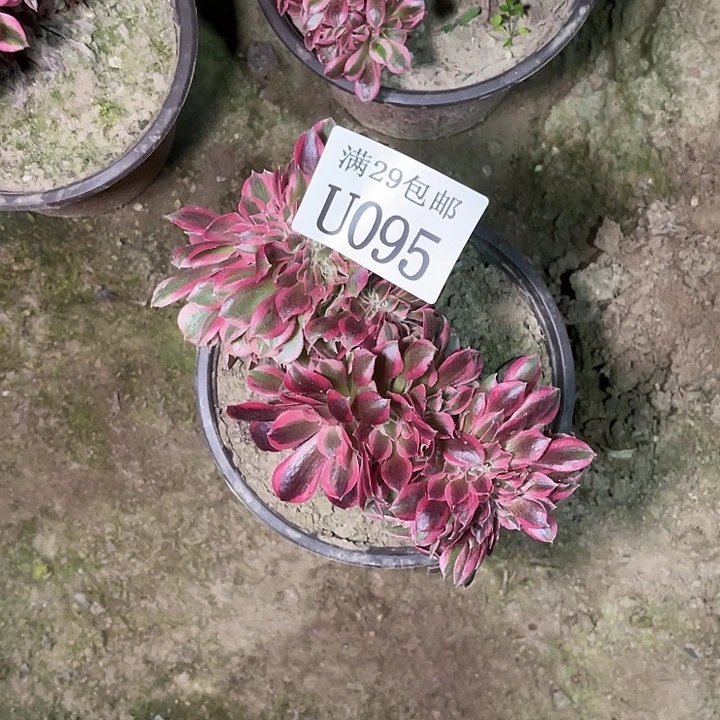 095粉女巫缀多肉植物