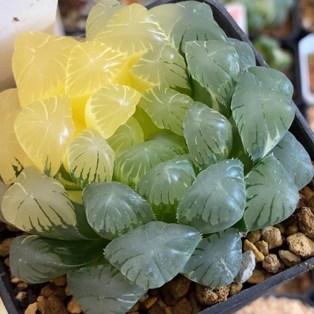 484实生玉露多肉植物