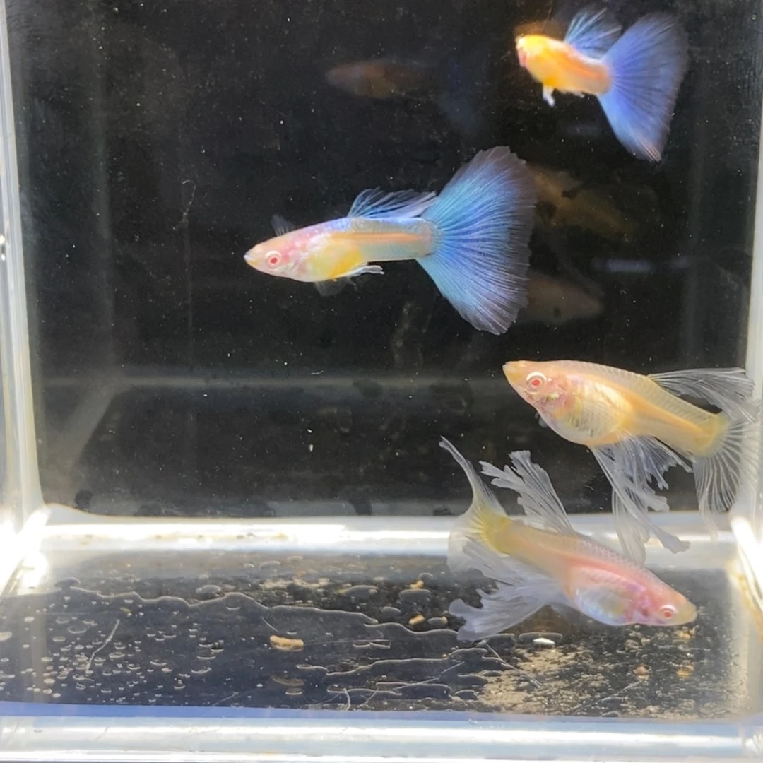 孔雀鱼蓝白大c两对