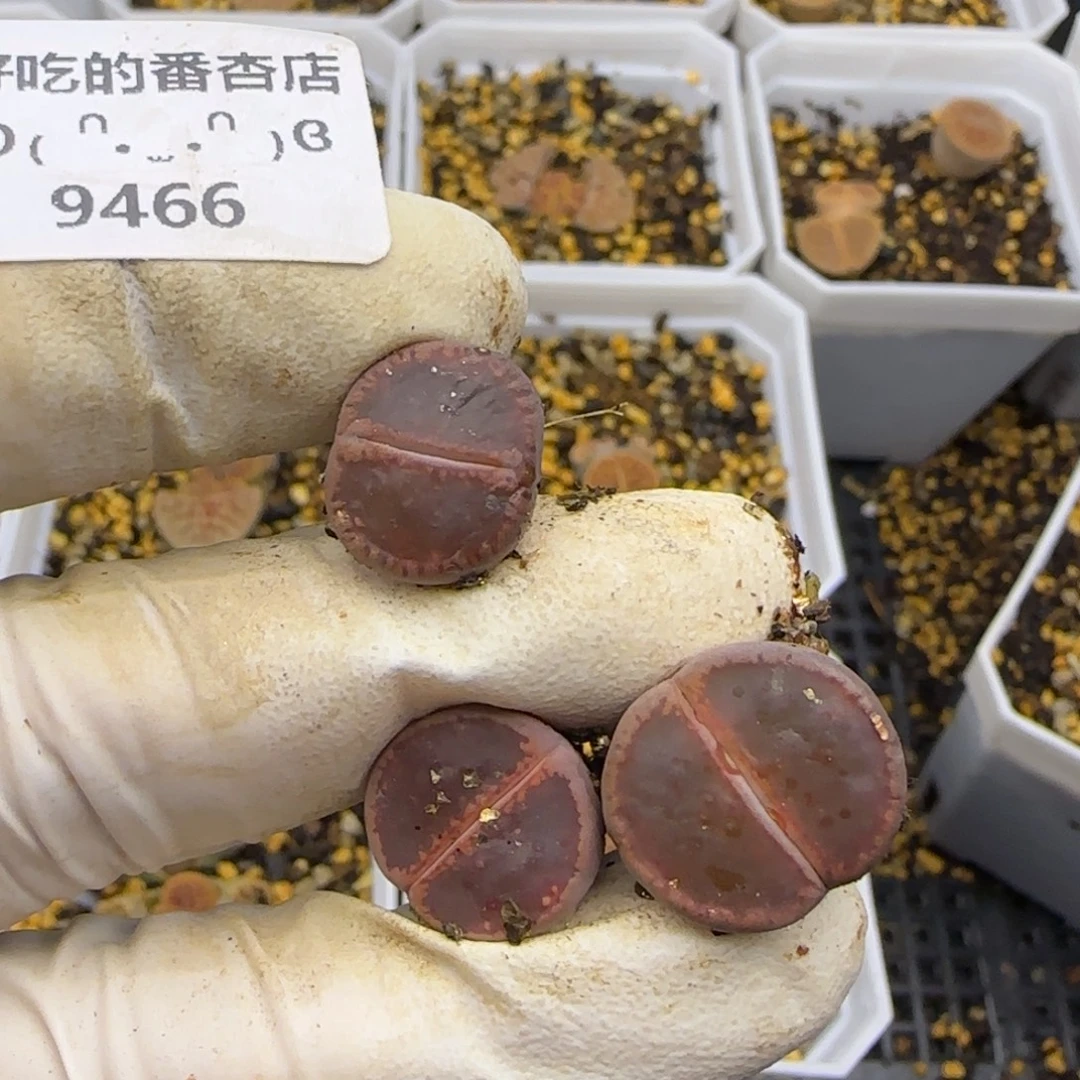 听****9466。默认脱土。18包邮。偏远88包邮