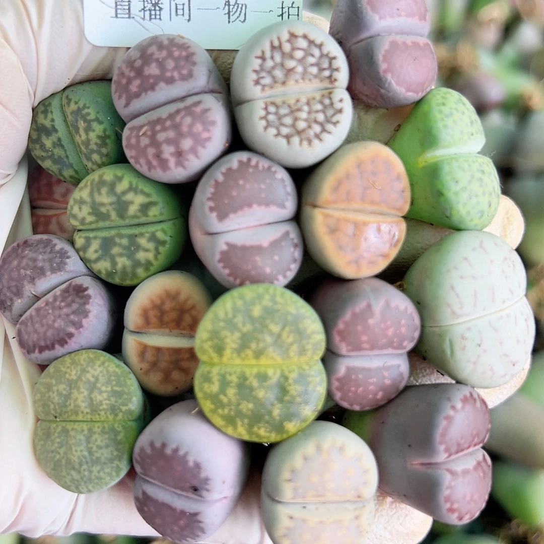 8392 好养易活生石花大母本18个