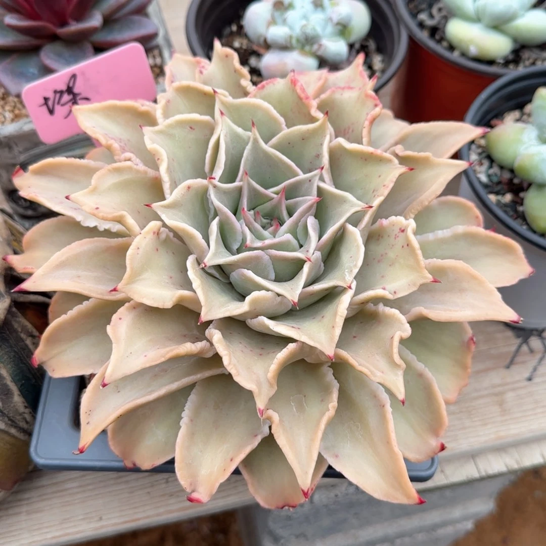 &*柒饺子皮单头五十包邮