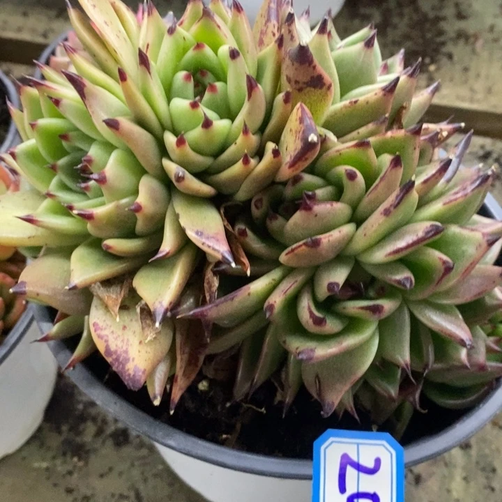 西**心一物一拍杂多肉缀205