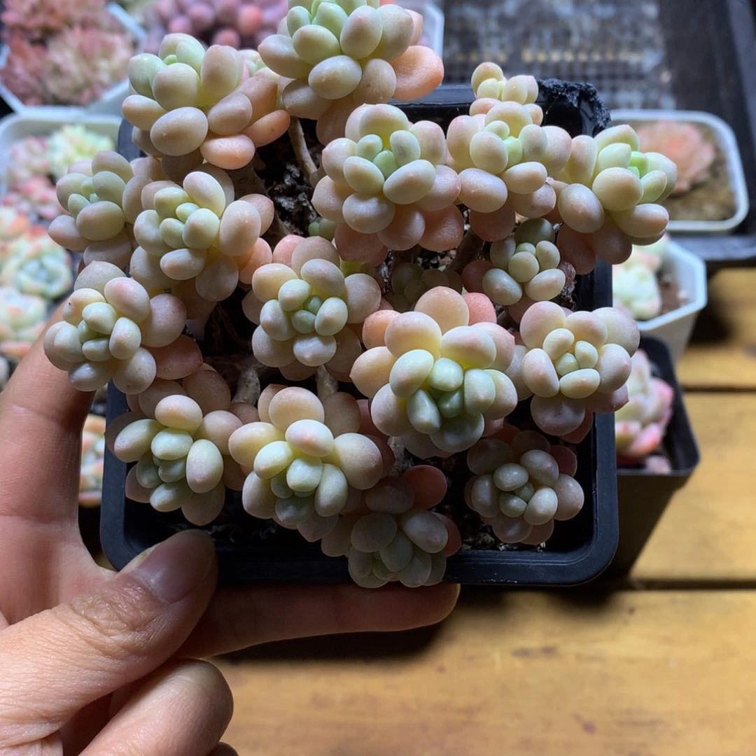 精控洛可可多肉一物一拍