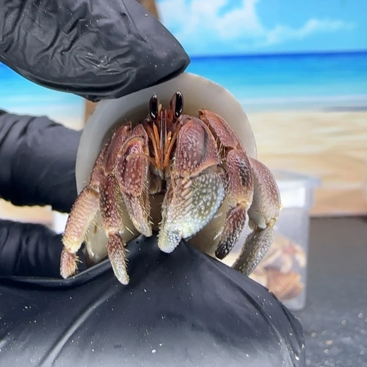 A17-1.8口深红色的