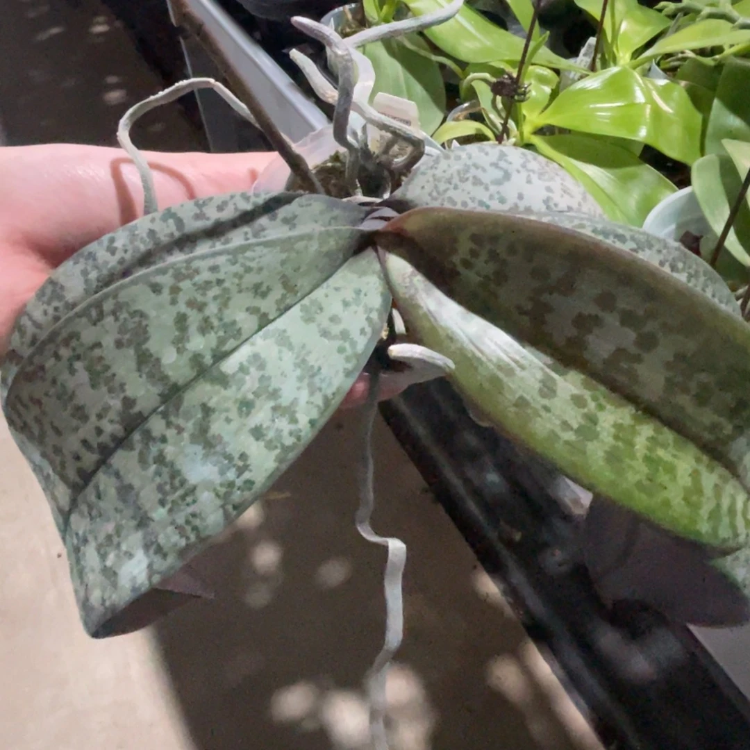 完全开放SWR M606-1035-原厂