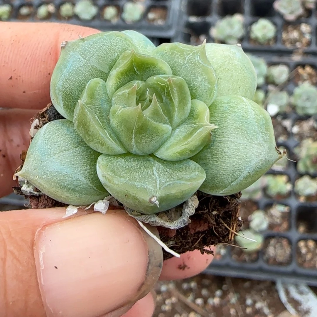 小卡拉米糖心一物一拍