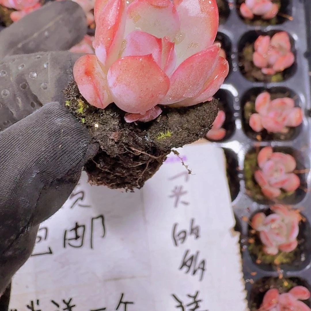 精品格林粉两颗一组