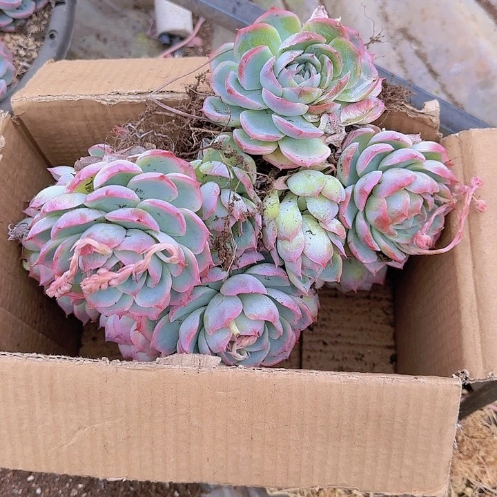 不****线你不接啊亲一哈嘛哈啊