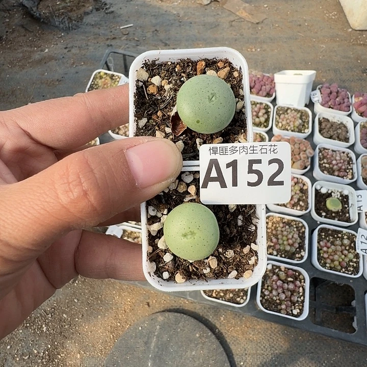 152多肉植物多肉植物