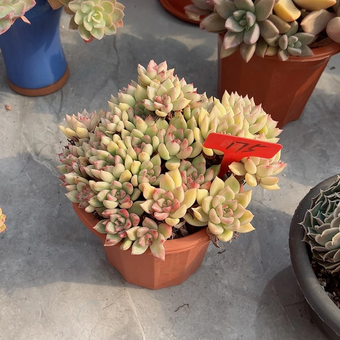 瑞*175璀璨多肉植物