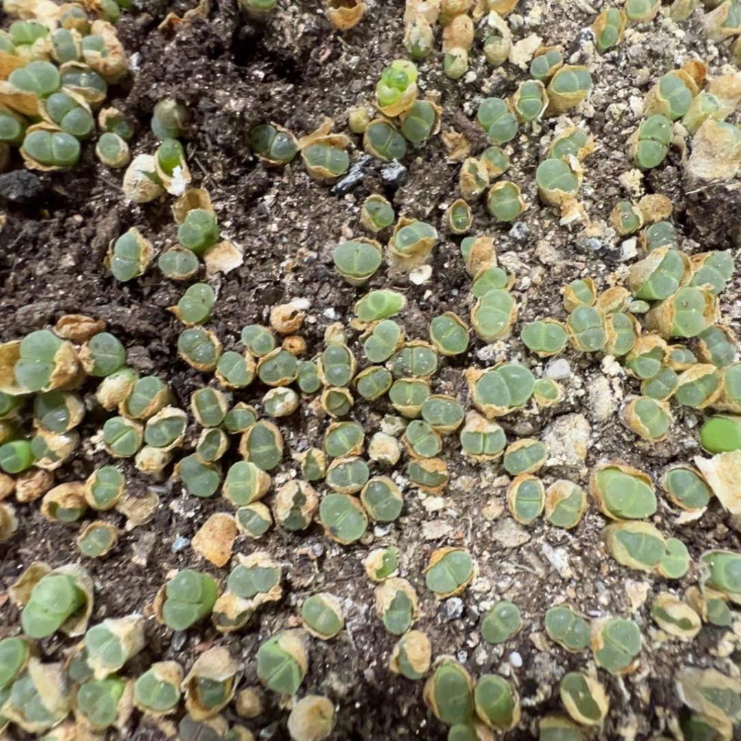 量拍y400风铃5颗。多肉