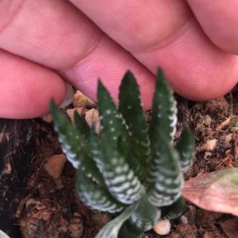瓦维十二硬叶硬叶