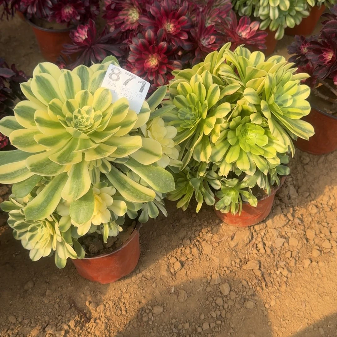 明**刀871号2颗辛尼亚 金丝非清棚不包损