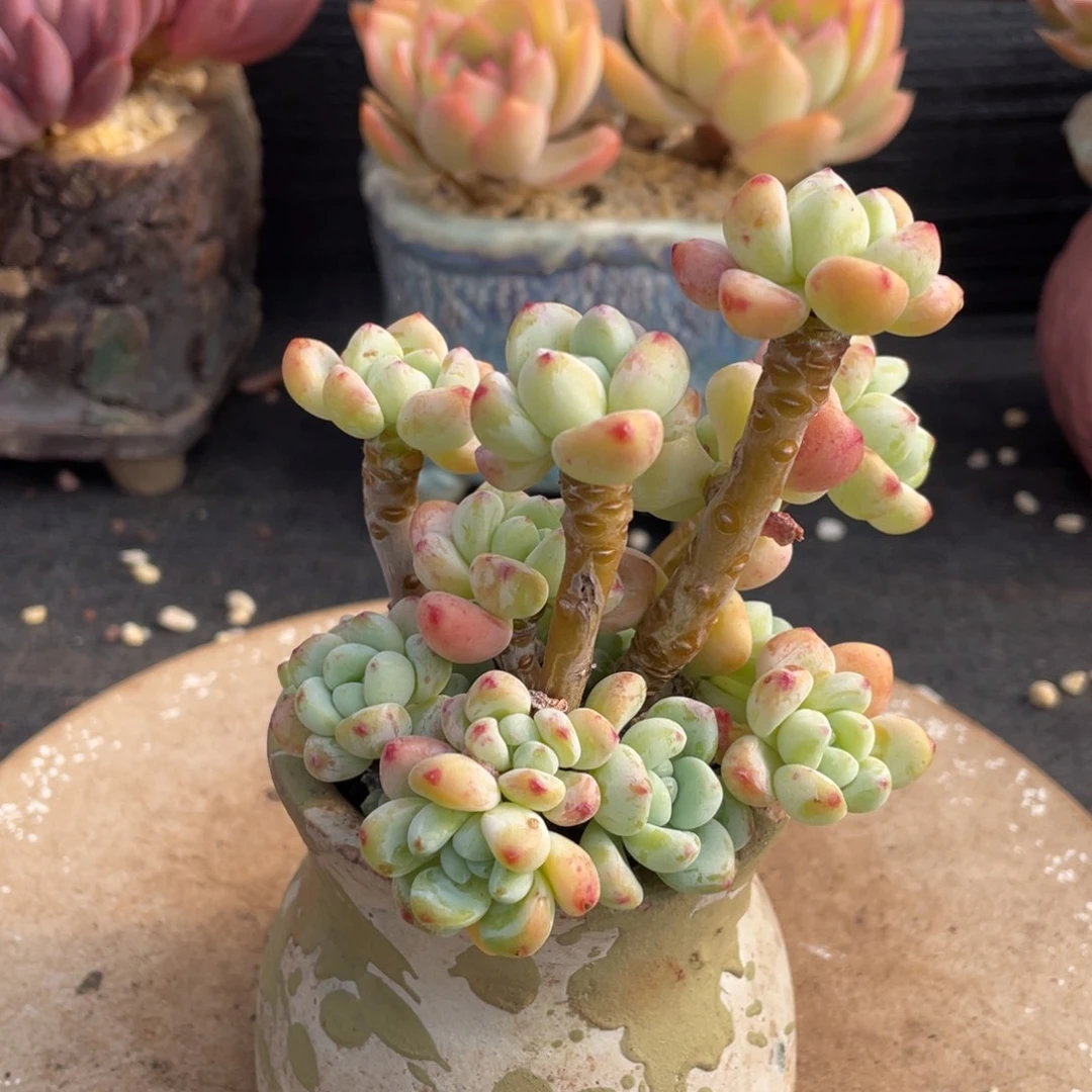 弥鹿之森多肉劳尔