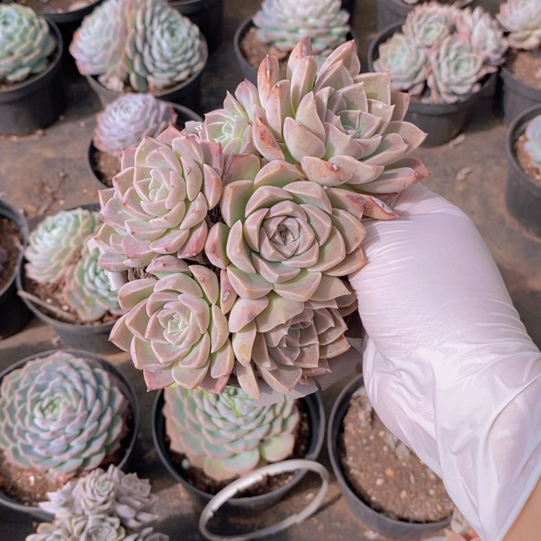 0567哈利沃森一物一拍