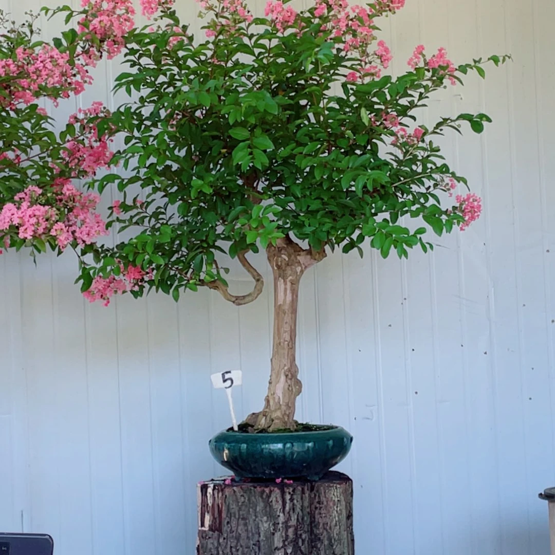 少量花朵（建议范围：2朵-5朵 或40%以下）