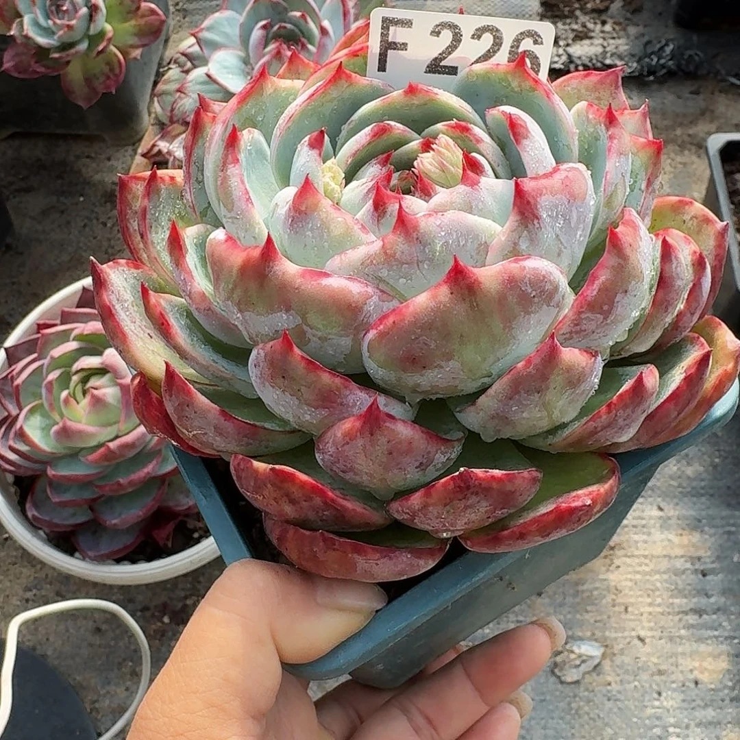 惊鸿惊鸿惊鸿 226..........