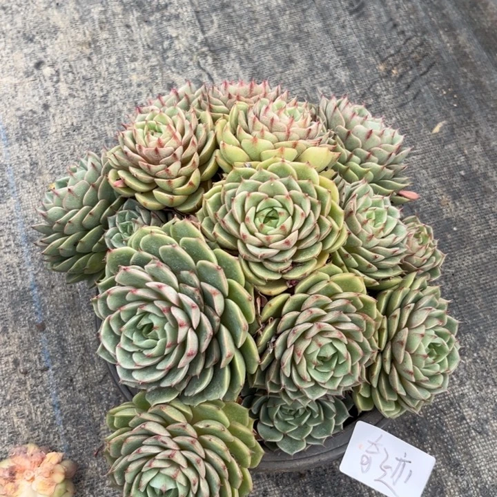 棠颂花卉一物一拍 奇迹 笨吧