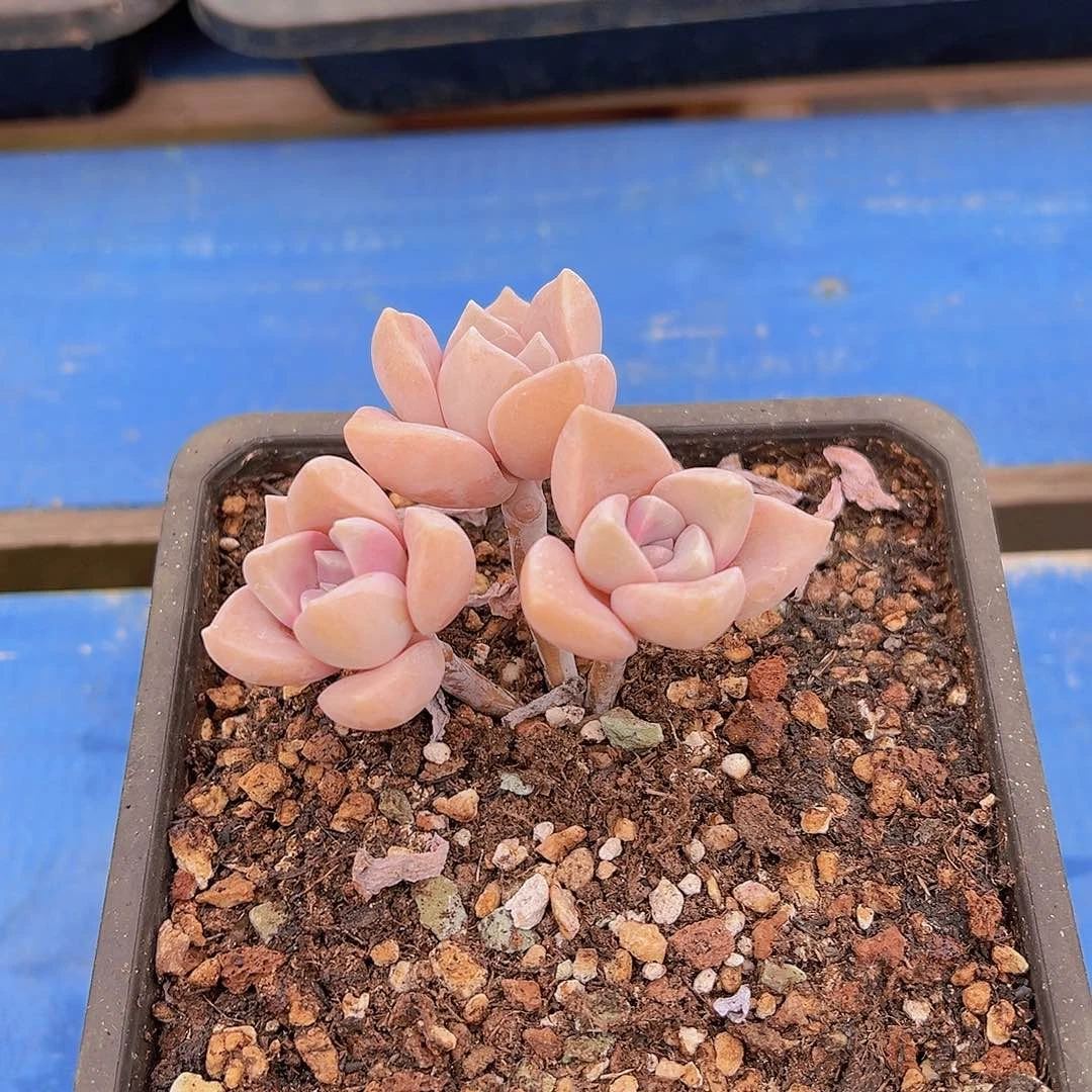 ?多肉植物，多肉植物