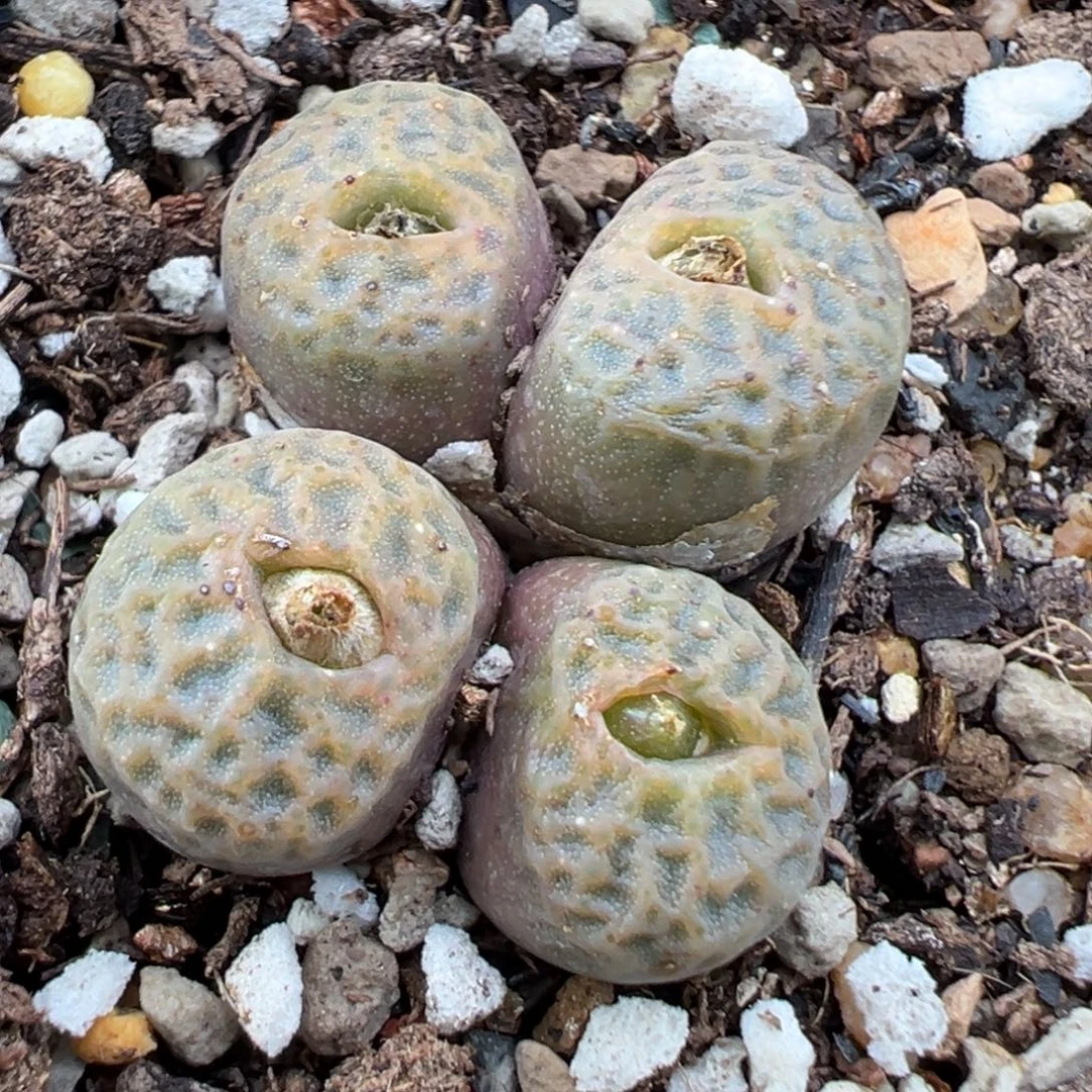 10.19好看的多肉脱土发货831