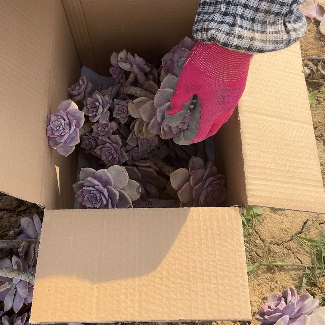 海***）28号紫乐断枝断头不售后