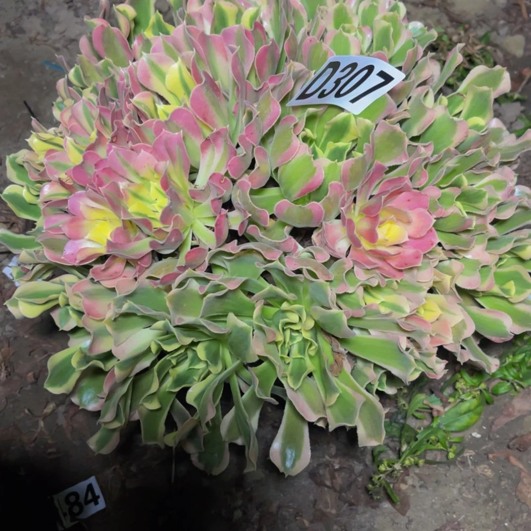 白凤法师14////////35