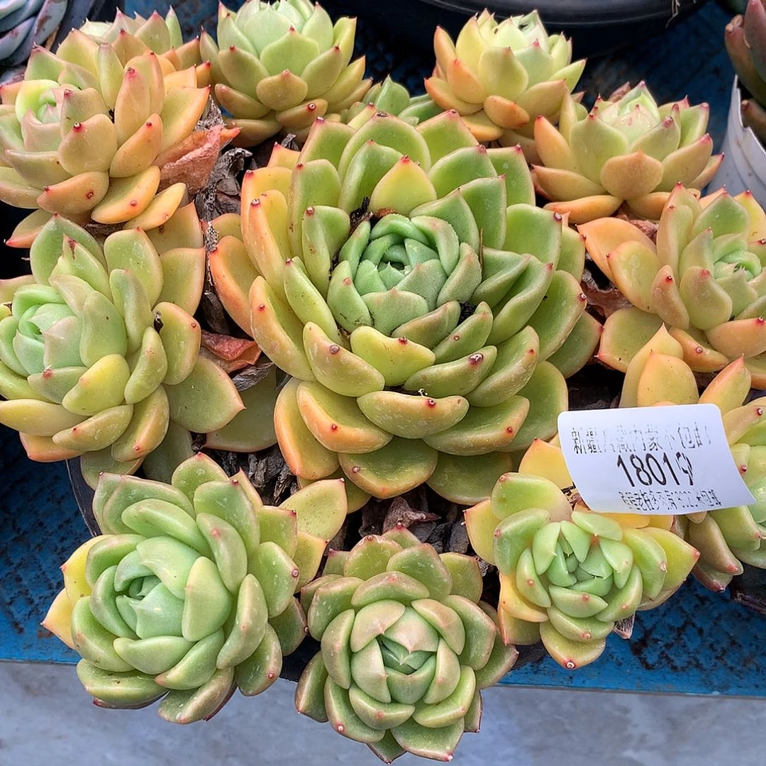 月***玥白玫瑰18019多肉多肉