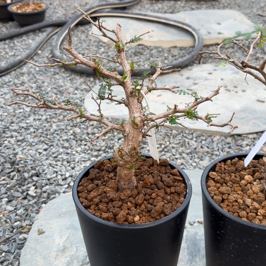 蕉***0象足漆树带盆土hhh