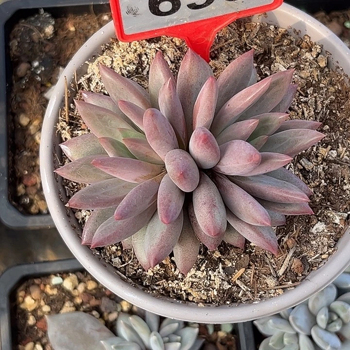 多肉植物虞美人695