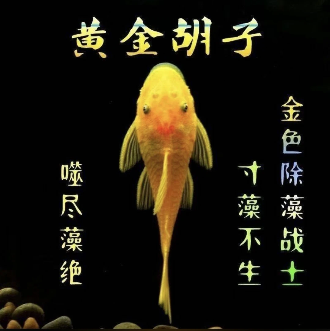 净化鱼缸黄金胡子鱼清洁鱼缸除藻淡水活体鱼缸清洁工鱼观赏鱼
