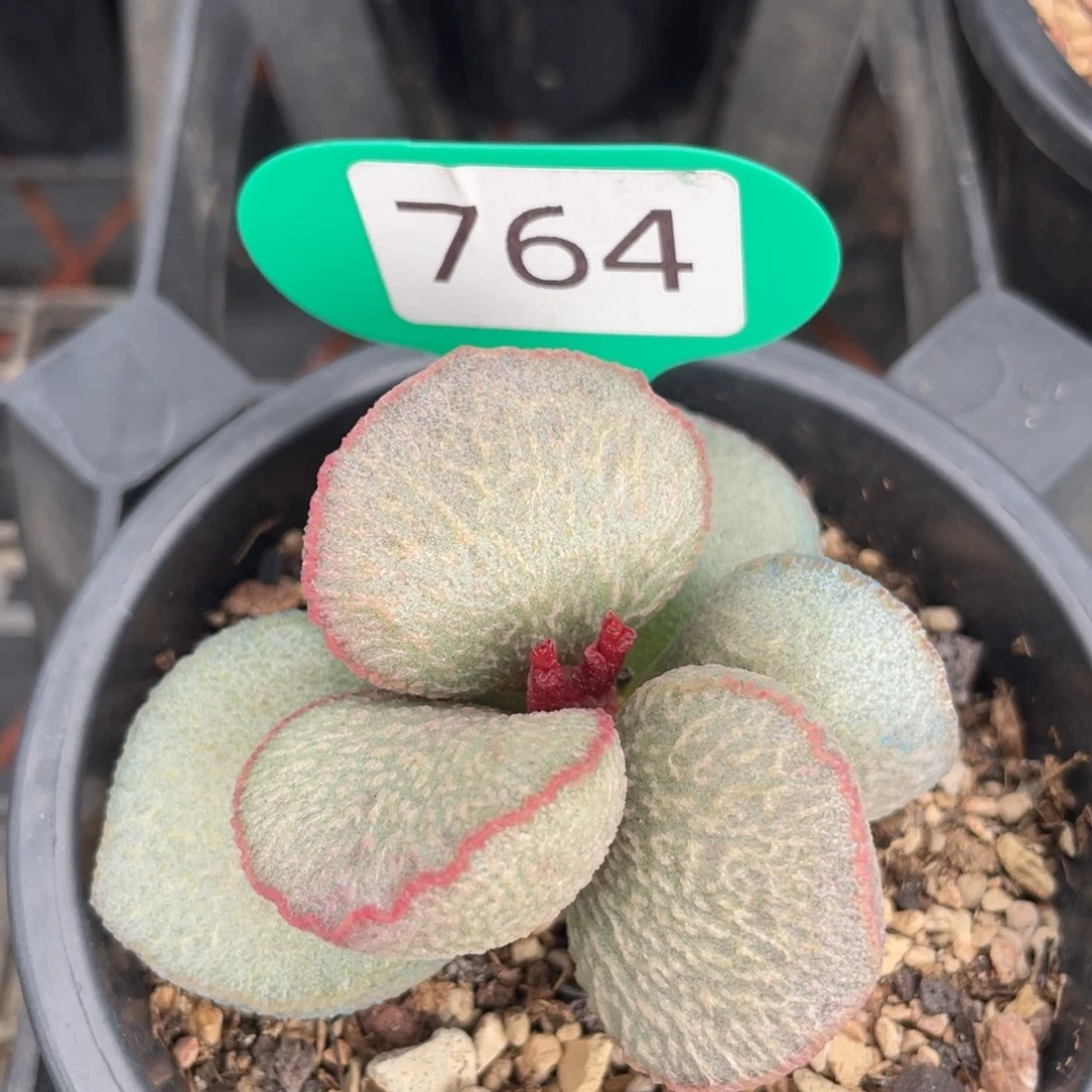 汐       福利。  764。